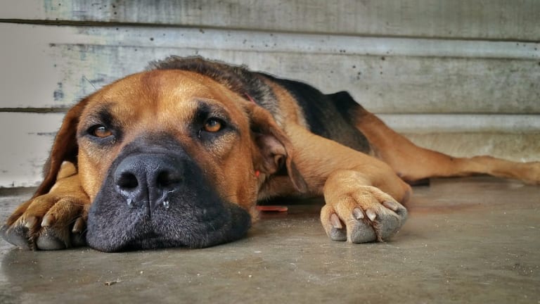 A Healthy Dog Was Euthanized So It Can Buried With Its Dead Owner