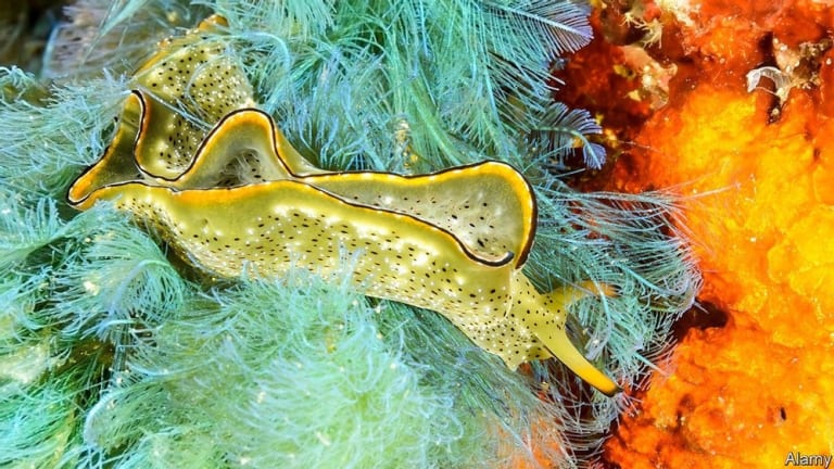 Some Sea Slugs Can Shed Their Entire Body And Grow It Back