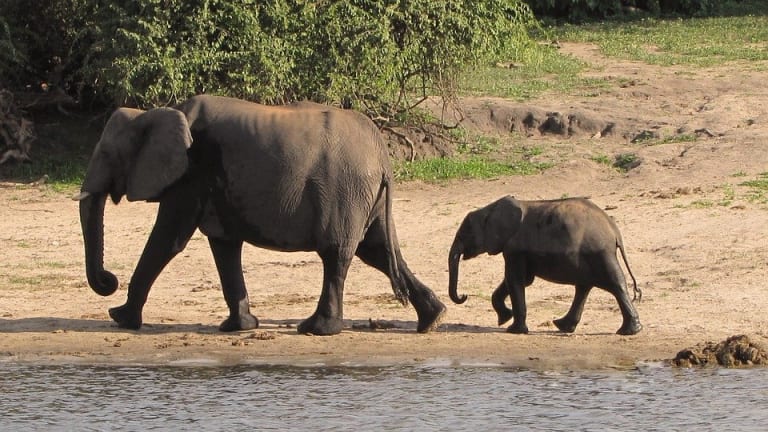 Botswana, Home To Nearly One-Third Of Africa's Elephants, Lifts Hunting Ban