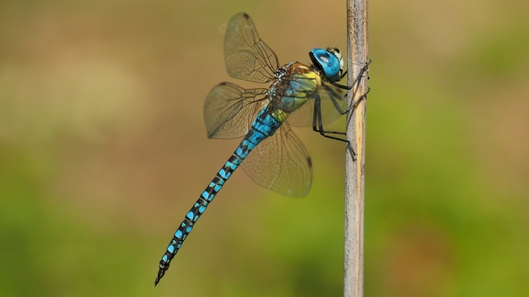 Female Dragon Flies Will Fake Their Deaths To Prevent Males From Bothering Them