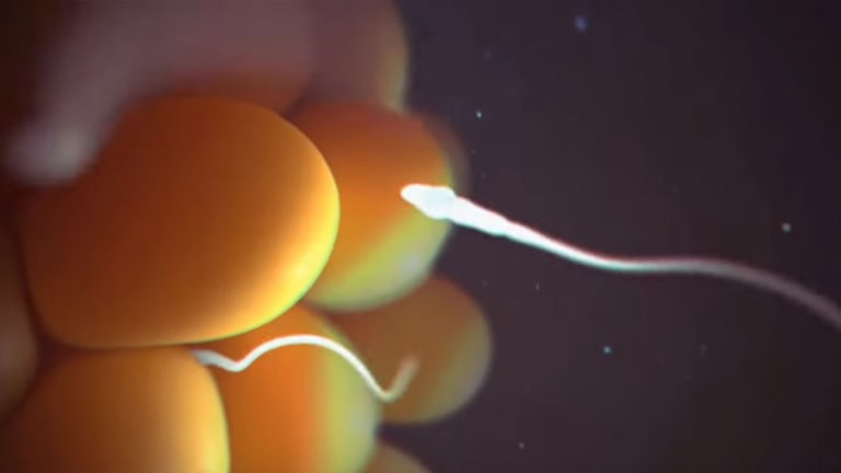 PA GOP Wants Death Certificate, Burial For Fertilized Eggs That Don’t Implant