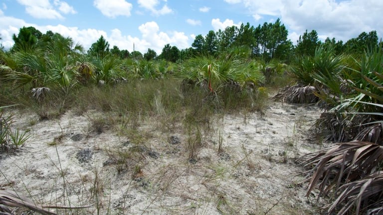 Rare Miami Rain Forest To Be Bulldozed To Make Room For Walmart Development