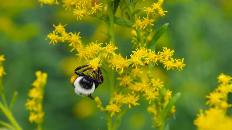 Minnesota Will Pay Residents to Create Bee Friendly Lawns