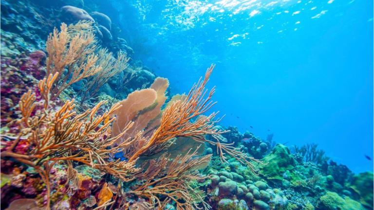 AI Being Used To Aid Coral Reef Conservation Efforts