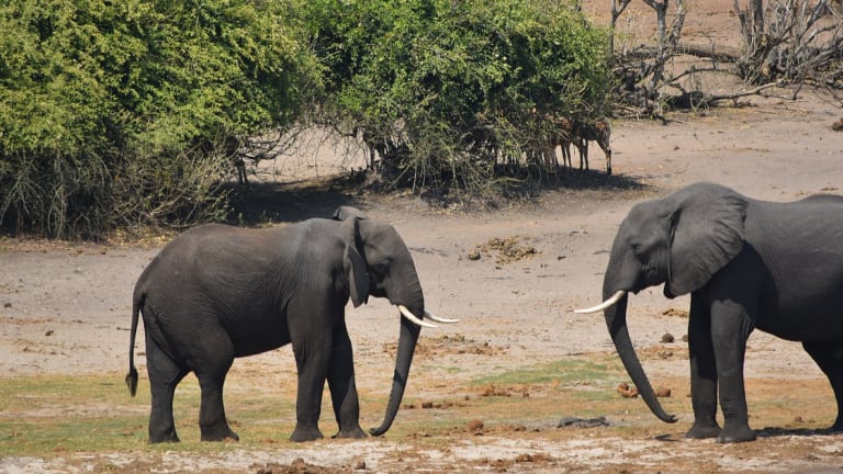 Botswana Sells 60 Elephant Trophy Hunting Permits, Alarming