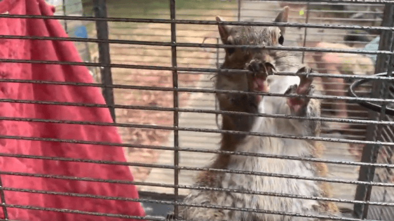 Cops Say Alabama Man’s Pet Squirrel is a Meth-Fueled Monster