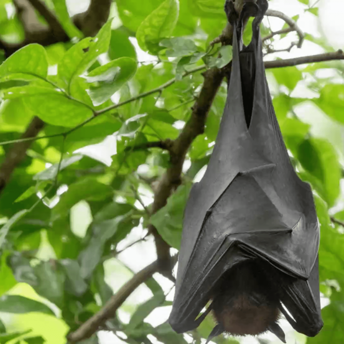 Here's What You Need To Know About The Human-Sized Bat That Is Going Viral  - The Intellectualist: Current Events, Culture and Science