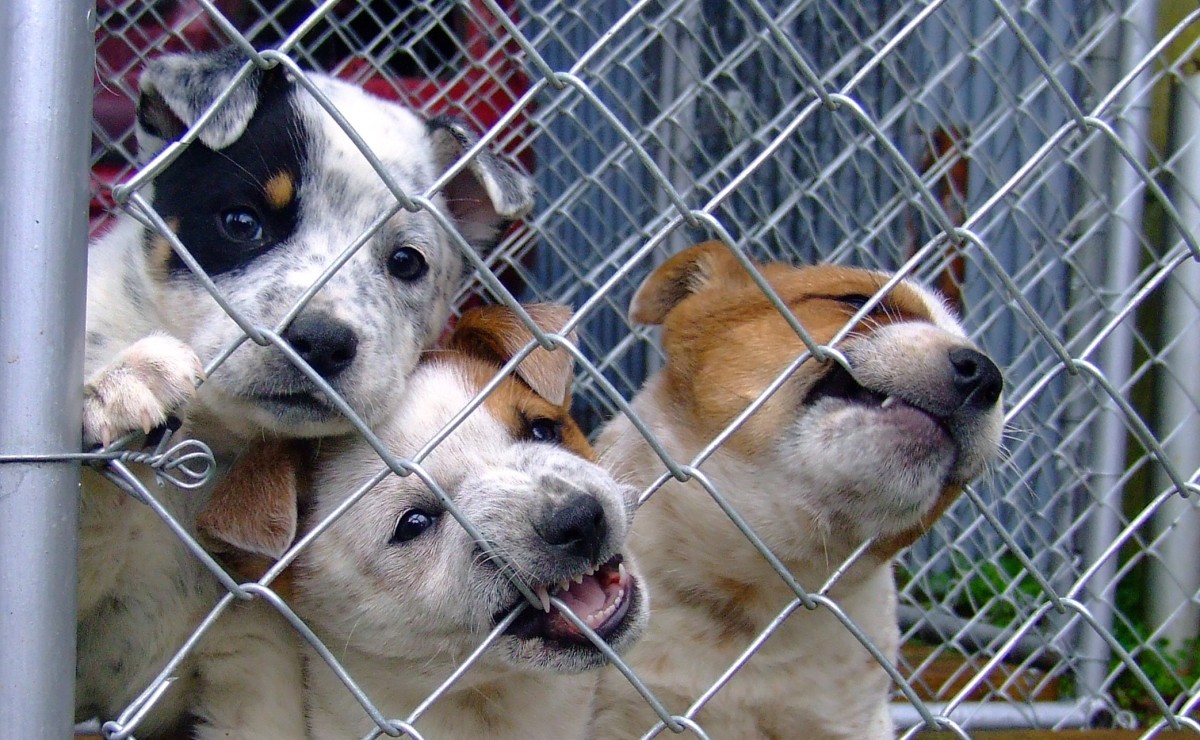 ohio-makes-shelter-pets-official-state-pet-to-raise-animal-adoption