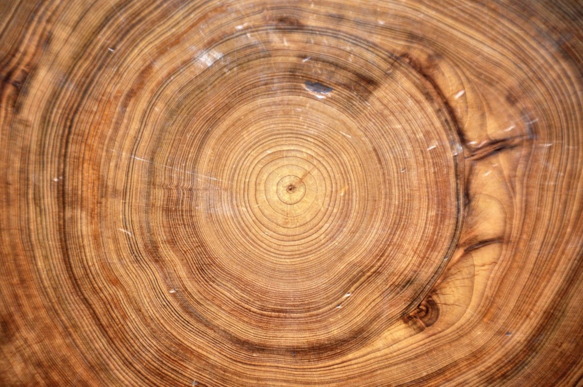 Study: Tree Rings Show Climate Change Has Influenced Droughts For Over ...